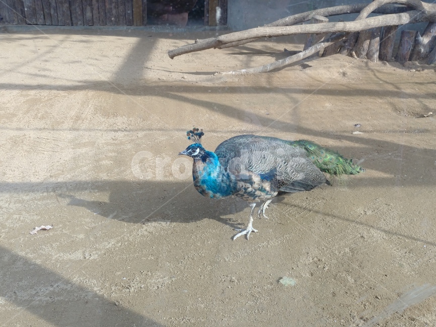 bird,새,animal,동물,조류,동물,animal,조류,새,birds