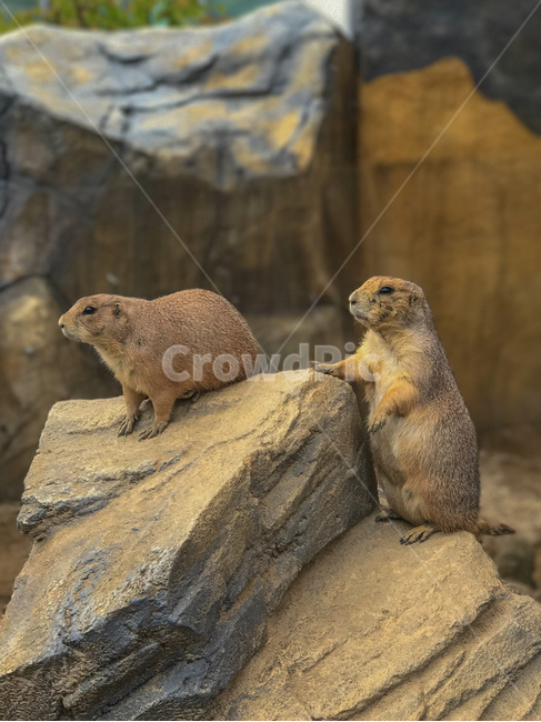 프레리독,프레리도그,prairiedog,개쥐,동물원,animal,포유류,동물,앉은,앉은모습,귀여운,순천만정원,순천만국가정원