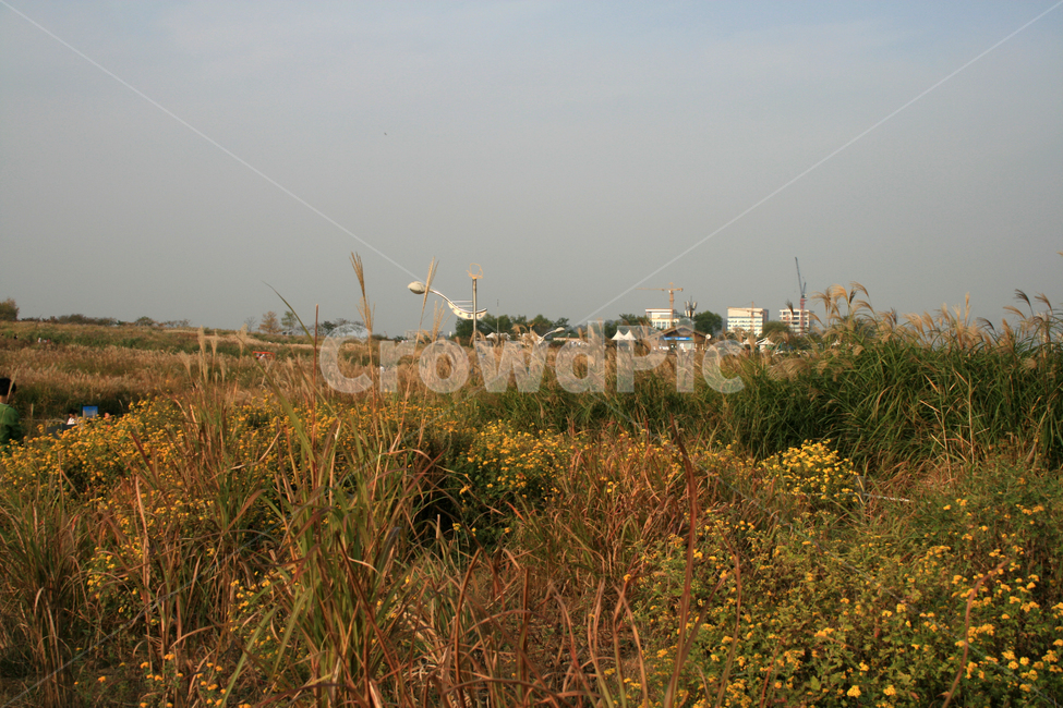가을,하늘,억새,억새풀,식물,자연,풍경,nature,landscape,grassland,목초지,field,들,outdoors,옥외,rural,농촌,farm,농장,meadow