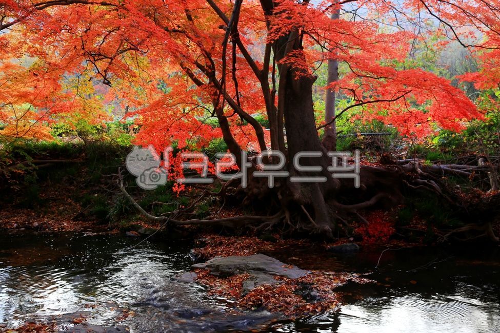 단풍, autumn, maple, 단풍나무, 낙엽, 사진,이미지,일러스트,캘리그라피 - 고운경작가