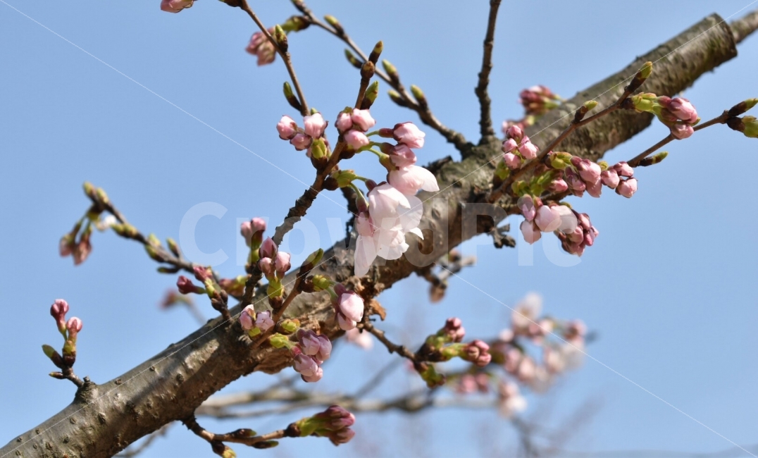 꽃,벚꽃,나무,꽃나무,봄,꽃봉오리,하늘,나들이,벚꽃앤딩,식물,자연,plants,nature,봄,계절,spring,season,꽃,flower,plant,blossom