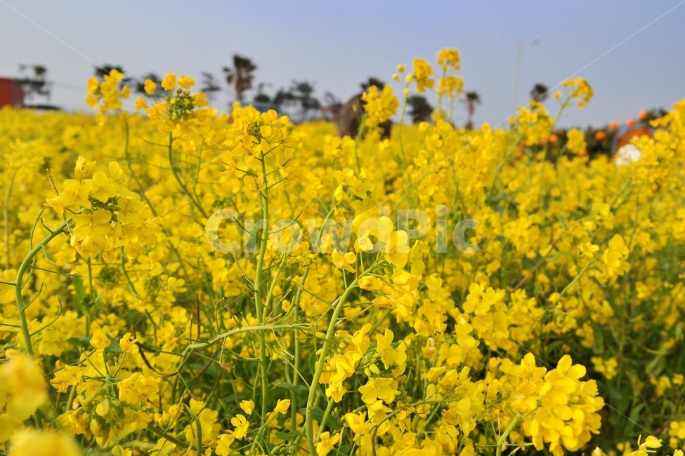 유채꽃,제주도,유채밭,노란꽃,봄,봄꽃,꽃밭,yellow,blossom,flower,십자화과,채소,유채,farm