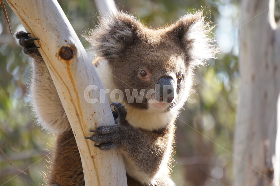 코알라,koala,호주,australia,동물,유칼리투스,동물,animal,포유류,mammal