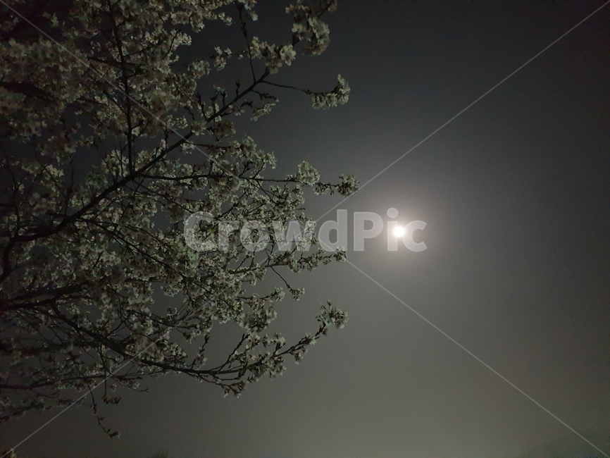 야경,벛꽃,나무,달빛,달,야경,밤,풍경,nightscape,night,landscape,나무,trees,wood,nature,자연,outdoors,옥외