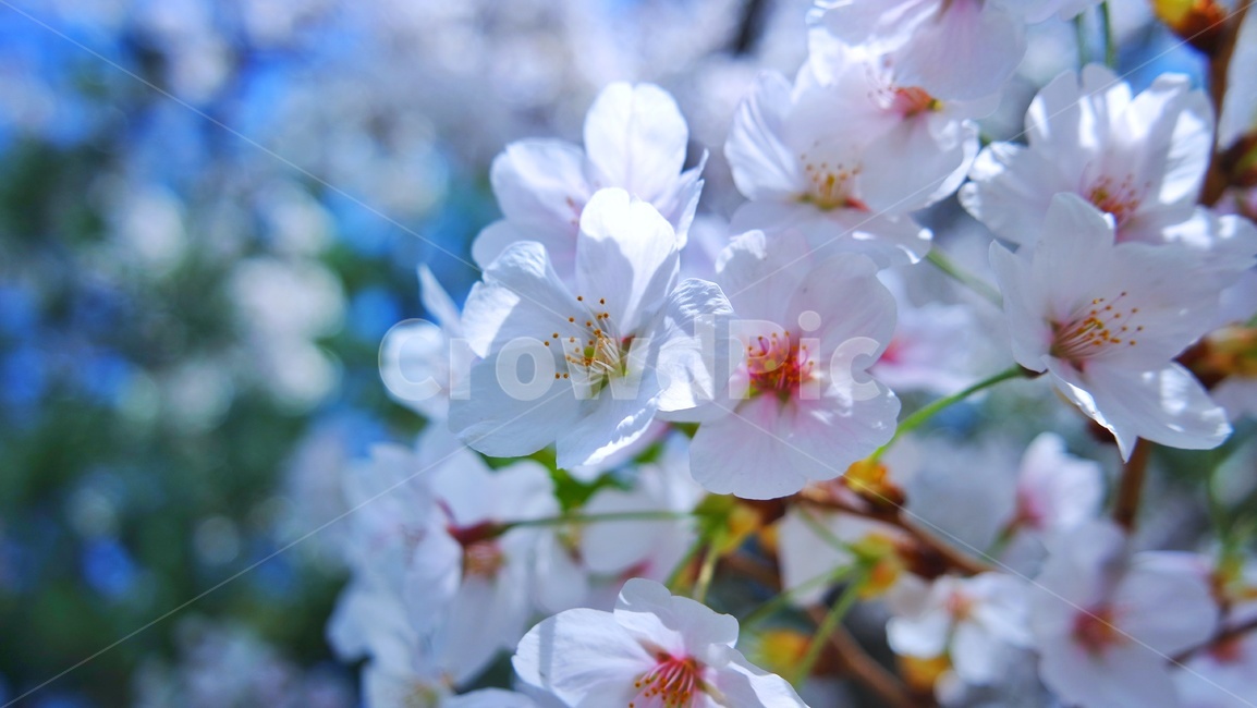 벚꽃,봄,강변,식물,봄꽃,봄,계절,spring,season,식물,자연,plants,nature,꽃,flower,plant