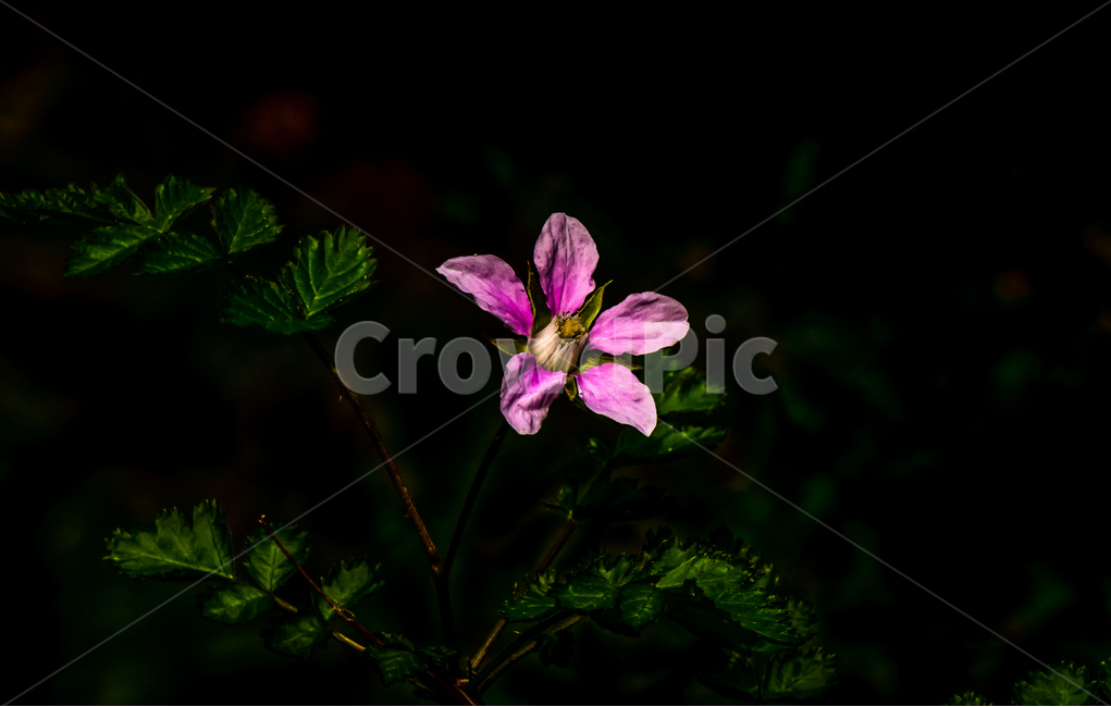 줄딸기꽃,야생화,꽃,들꽃,식물,flower,식물,자연,plants,nature,꽃,flower