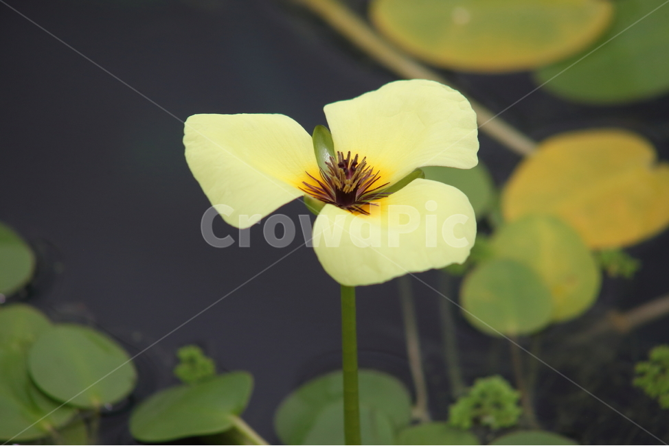 plant,식물,flower,꽃,연꽃,수련