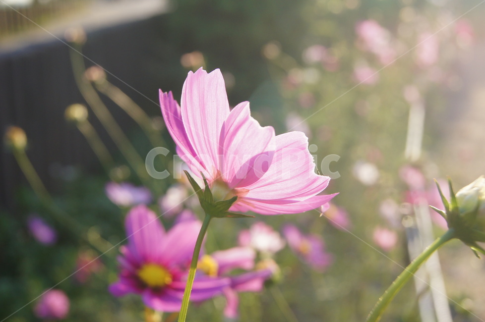 코스모스,가을,공원,감성사진,꽃,빛,가을,계절,fall,autumn,season,식물,자연,plants,nature,꽃,flower,감성,sensible,feeling,geranium,제라늄,blossom,plant