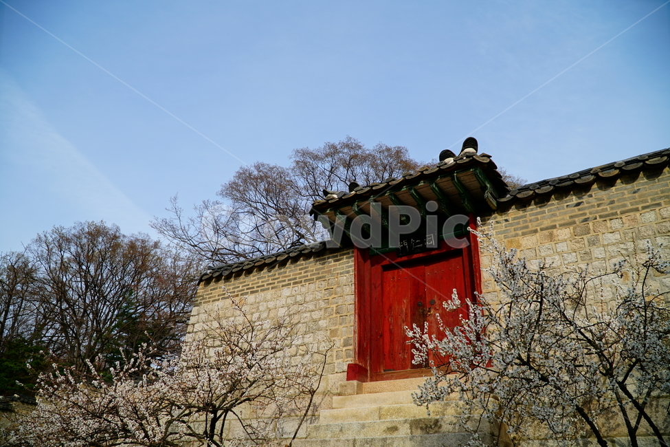 창덕궁,한국,korea,대한민국,서울,seoul,고궁,궁전,궁궐,조선,조선시대,조선왕조,왕궁,한옥,한국적인,한국문화,문화,한국전통,전통,문화재,전통문화,지붕,처마,담청,풍경,landscape,자연,nature,봄,봄꽃,spring,4월,april,기와,왕실,palace,changdeokgung,한국자연,한국풍경,나무,tree,벚꽃,매실나무,역사,히스토리,history,한국전통,한국문화,korean traditional,korean culture,건축물,건물외관,exterior,building,structure,architecture,construction