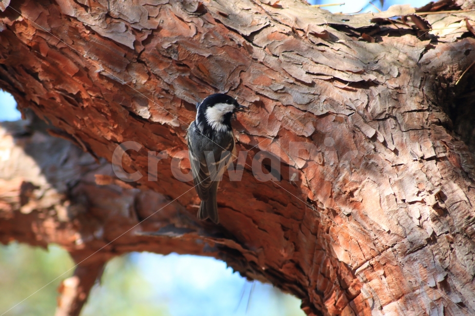 박새,조류,동물,새,나무,자연,자연풍경,식물,GreatTit,한마리,동물,animal,조류,새,birds