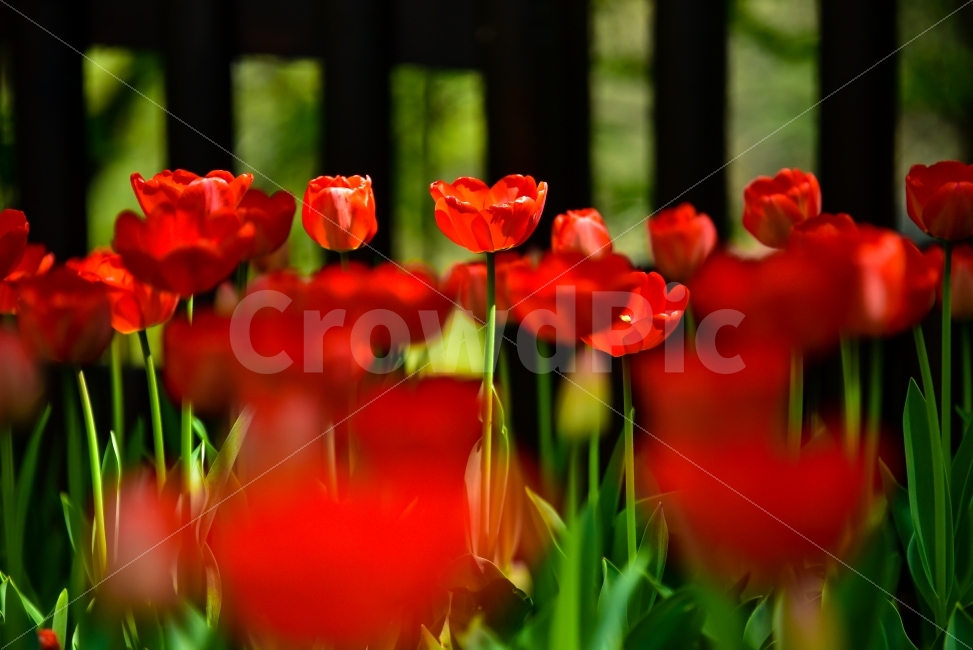 꽃,예쁜,빨강꽃,튤립,빨강색,flower,식물,자연,plants,nature,감성,sensible,feeling,봄,계절,spring,season,꽃,flower,plant,blossom