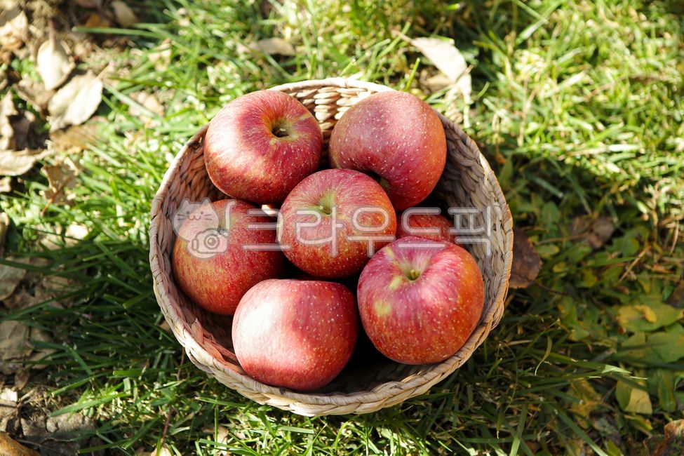 basket,fruit,crops,fruit basket,delicious,food,red apple,apple,basket apple,fruit tree,farming,farm,fresh