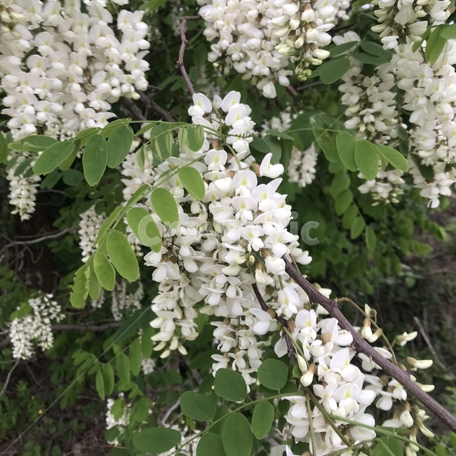 flower,식물,꽃,blossom,plant,식물,자연,plants,nature,꽃,flower