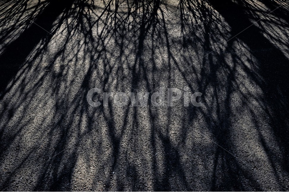 겨울,나무,그림자,역광,아스팔트,쓸쓸함,winter,trees,forest,shadow,backlit,solitary,감성,외로움