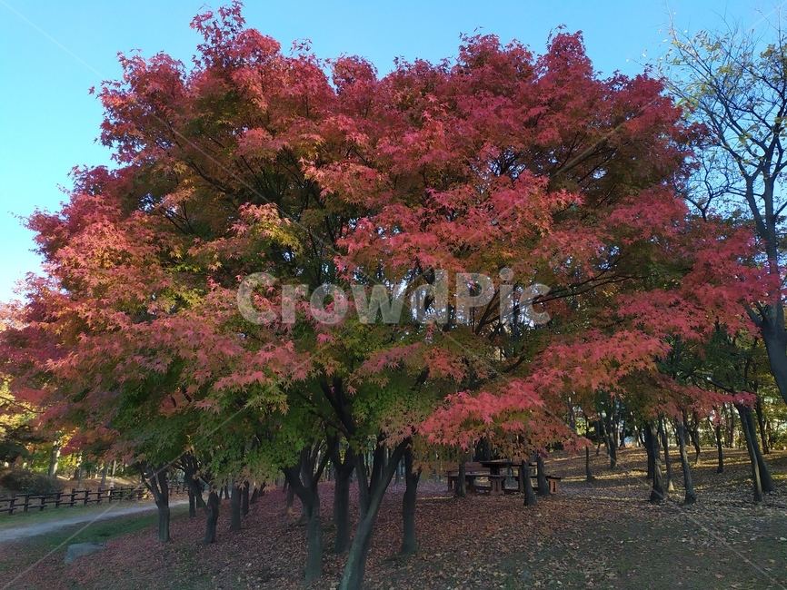 가을,tree,단풍,maple,plant,식물,잎,leaf,가을,계절,fall,autumn,season,자연,풍경,nature,landscape,나무
