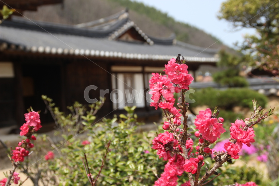 송소고택,고택,목조건물,봄,꽃,새순,새잎,배경,songso,oldhouse,woodenbuilding,spring,flower,newleaf,bud,shoot,background
