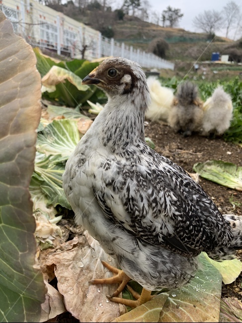 닭,동물,배경화면,bird,새,animal,chicken,치킨,fowl,가금류,동물,animal,조류,새,birds