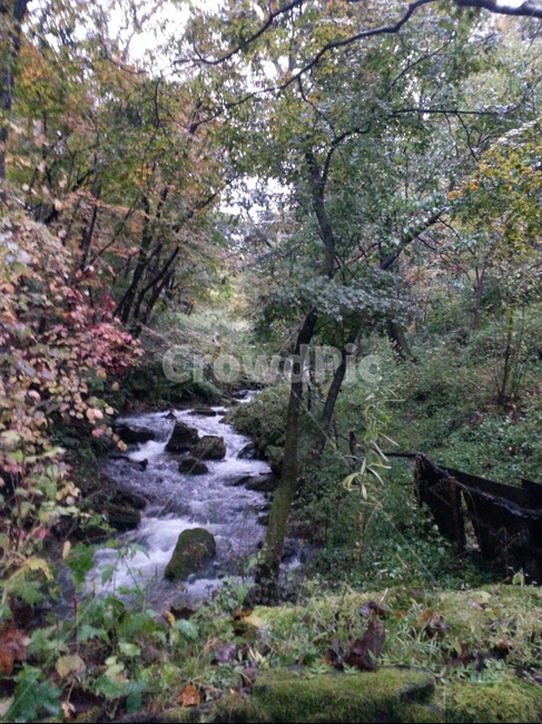 산,계곡,나무,물,시냇물,자연