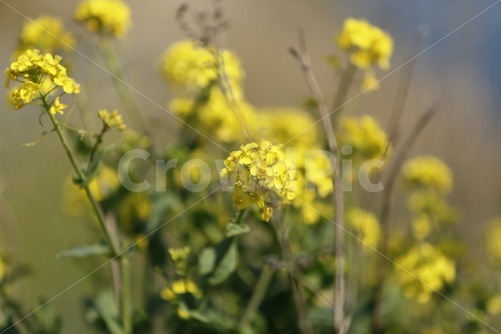 꽃,민주주의,7월,풍경,아름다움,봄,계절,spring,season,식물,자연,plants,nature,꽃,flower,plant