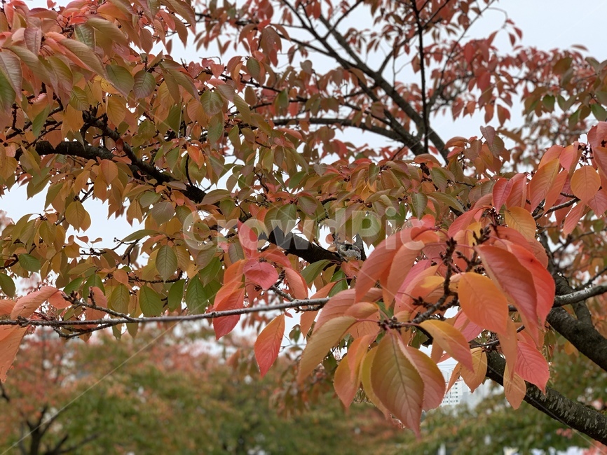 낙엽,가을,잔디,풀,자연,감성,단풍,계절,분위기,maple,ground,땅,바닥,길,leaves,가을,계절,fall,autumn,season,식물,자연,plants,nature,leaf,잎,plant,tree,나무