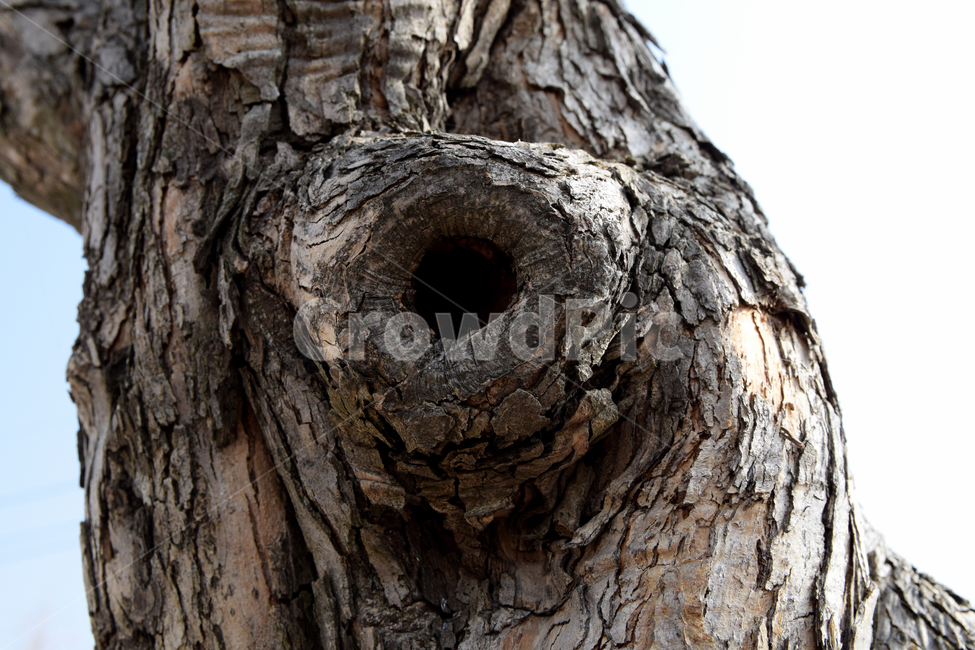 나무,둥지,나무둥지,새둥지,나무구멍,나무껍질,nest