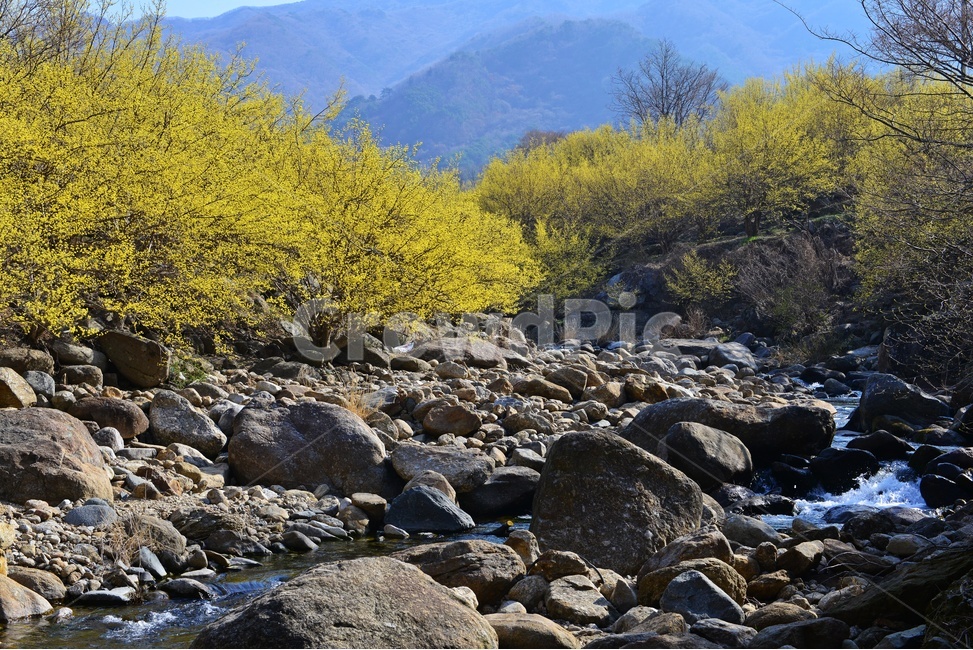 전남,구례,산동,산수유마을,산동산수유마을,산수유,산수유꽃,봄꽃,봄,계절,노랑꽃,mountain,산,mountainrange,산맥,nature,자연,outdoors,옥외,water,물,자연,풍경,nature,landscape
