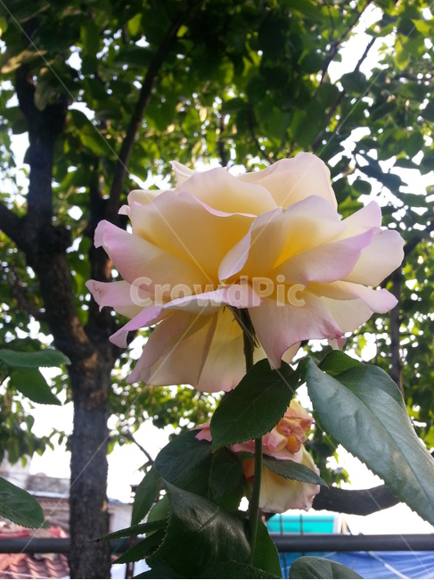 flower,rose,장미,꽃,plant,식물,blossom,식물,자연,plants,nature,꽃,flower