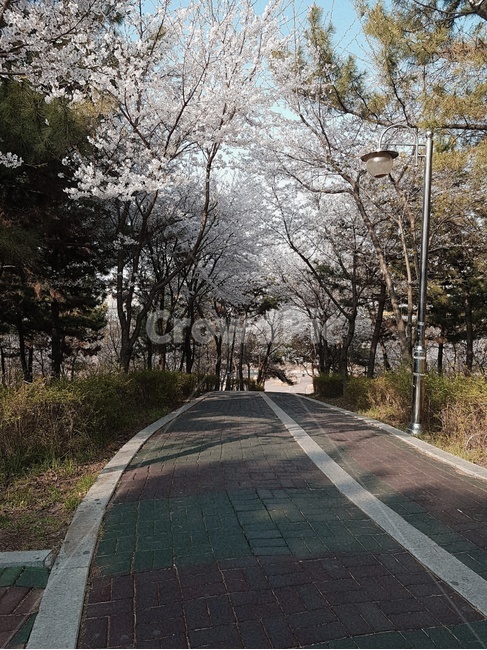 꽃,벚꽃,봄,분홍,벚꽃나무,새순,공원,봄공원