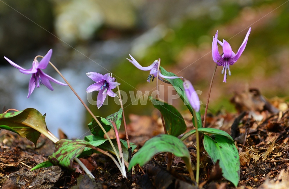 plant,식물,blossom,얼레지,얼레지꽃,보라색,야생화,자연,봄꽃,봄,flower,꽃,식물,자연,plants,nature,꽃,flower