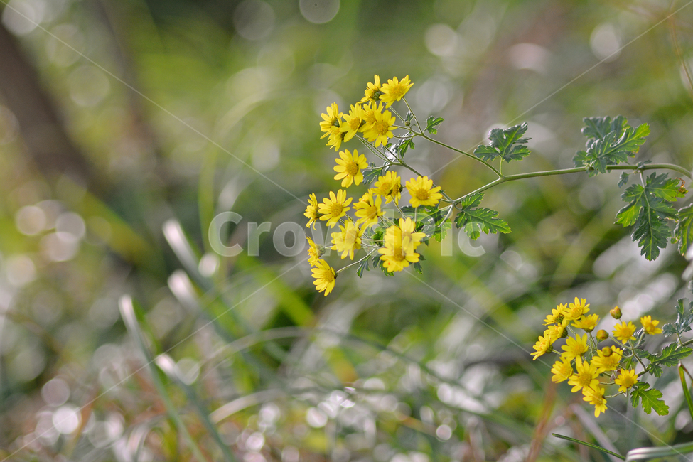 들국화,산국,국화과,노랑색꽃,가을꽃,보케,배경,플레어,백그라운드,background,wildflowers,plant,식물,꽃,야외,옥외,들꽃,야생화,우리꽃,토종,향기,옐로우,bokeh,flare,빛망울,식물,자연,plants,nature,꽃,flower