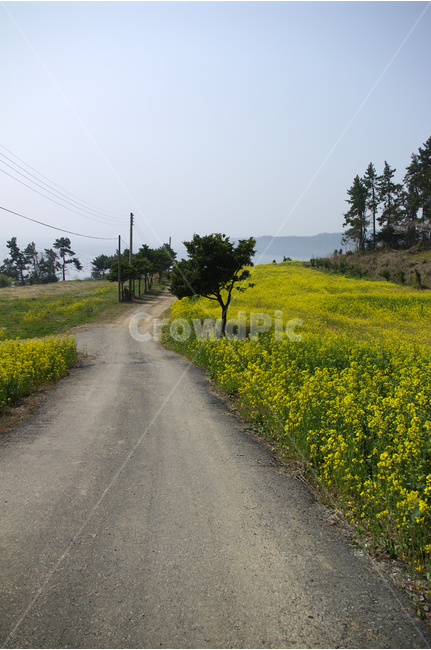 유채,유채꽃밭,꽃,봄,봄날,봄풍경,감성,spring,flower,노란색,진도,남해,섬풍경,island,봄길,산책,봄나들이,봄,계절,spring,season,자연,풍경,nature,landscape,한국자연풍경,한국자연경관,korea nature landscape,outdoors,옥외,grassland,목초지,field,들,rural,농촌,farm,농장,meadow