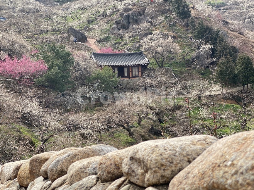 매화마을,구례,구례매화마을,구례섬진강,섬진강,매화,한옥,자연,봄풍경,봄산,산,nature,풍경,가옥