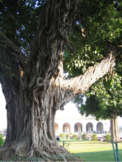 나무줄기,식물,나무,plant,tree