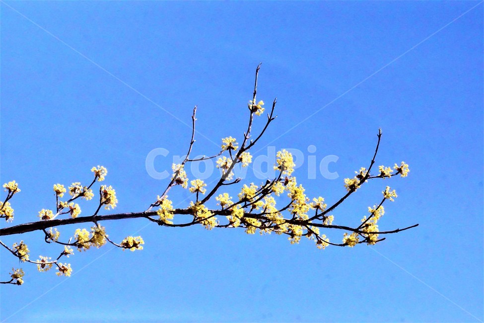 봄,산수유,꽃,노란색,나무,식물,자연,계절,yellow,nature,season,flower,beauty,tree,하늘,sky,봄,계절,spring,season,식물,자연,plants,nature,꽃,flower,plant