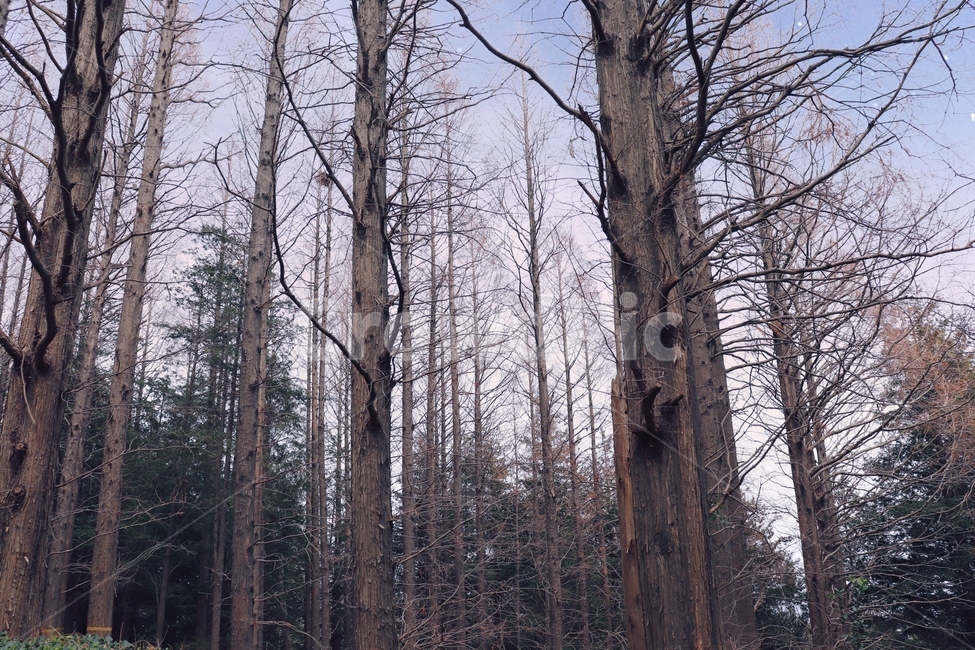 부산,민주공원,나무,어두움,나무숲,자연,풍경,nature,landscape,tree,plant,식물,tree trunk,나무 줄기
