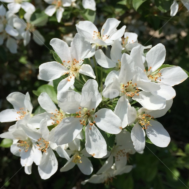 능금,능금꽃,blossom,flower,봄,흰꽃,식물,자연,plants,nature,꽃,flower