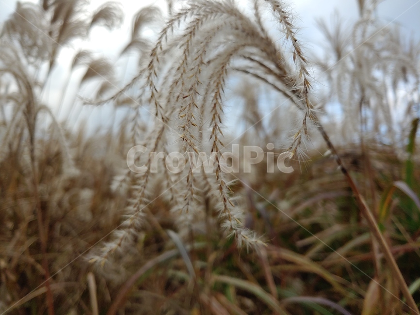 갈대,갈대밭,commonreed,억새,억새밭,외떡잎식물,여러해살이풀,속씨식물,가을,계절,fall,autumn,season,plant,식물,grass,잔디,lawn