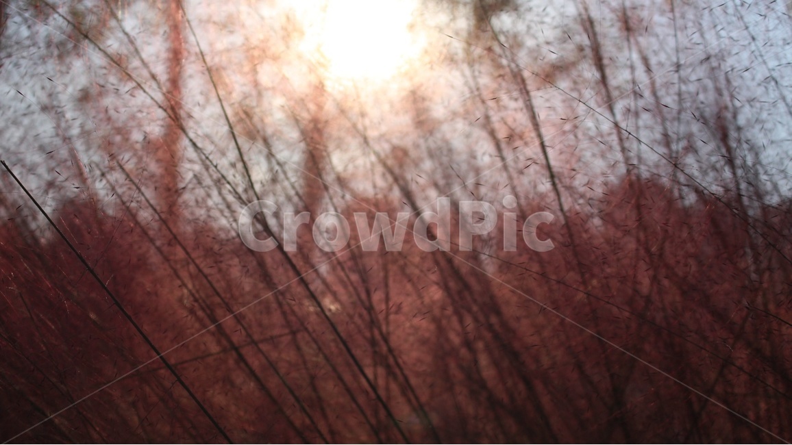 핑크뮬리,노을,투명,핑크솜털,솜털,가을,계절,fall,autumn,season,식물,자연,plants,nature