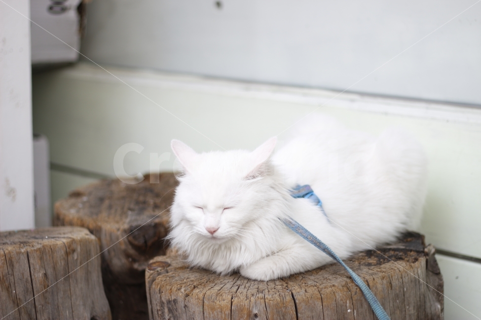 고양이,반려동물,유기묘,길냥이,애완동물,cat,pet,kitten,아기고양이,코숏,코리안숏헤어,동물,animal,캣맘,캣대디,낮잠,잠,동물,animal,포유류,mammal,고양이,cat,kitten,kitty