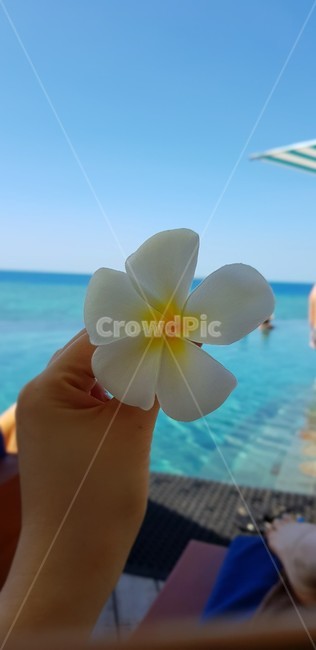 물,꽃잎,blossom,flower,바다,ocean,피지,fiji,휴식,식물,자연,plants,nature,꽃,flower,신체일부,몸,body