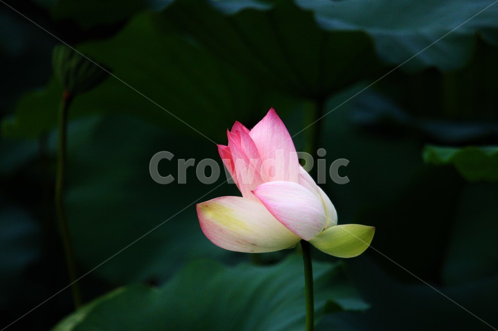 식물,연꽃,꽃,flower,flowerage,식물,자연,plants,nature,꽃,flower