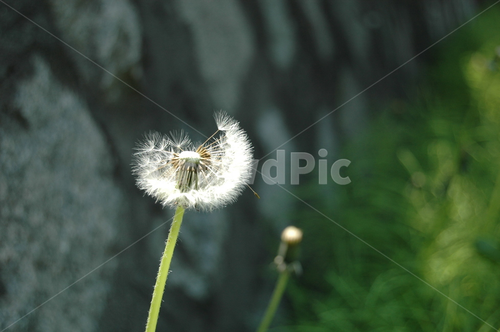 민들레,홀씨,flower,seed,wind