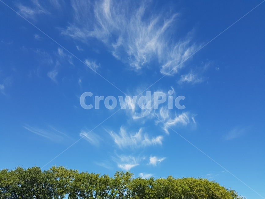 하늘,구름,특이한구름,새털구름,나무,싱그러움,sky,cloud,tree,nature,자연,자연,풍경,nature,landscape,azure sky,푸른 하늘,outdoors,옥외