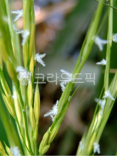 줄풀, 벼과, 줄속, zizania, plant, 사진,이미지,일러스트,캘리그라피 - SWEET GALE작가