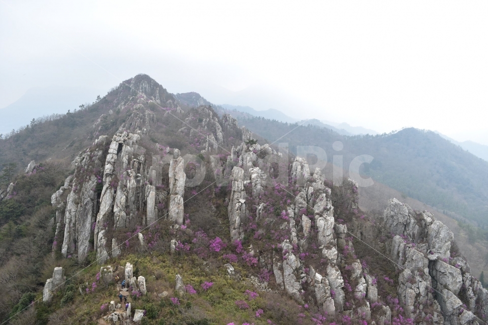 주작산,덕룡산,진달래,풍경,기암,바위,비경,봄풍경,분홍색,진달래꽃,강진,명산,산행,등산,마운틴,자연,풍경,nature,landscape,봄,계절,spring,season,plant,식물