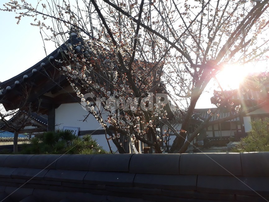 house,집,tradition,빛,light,플레어,flare,wood,실물,나무,꽃,flower,sun,shine,전통,전통가옥