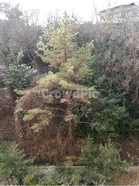 tree,나무,plant,abies,구과식물,아비,식물,fir,conifer,전나무