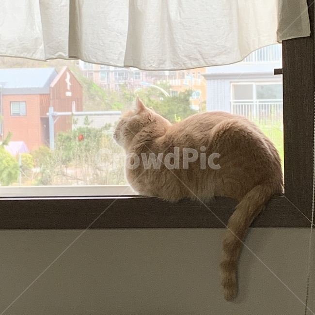 가정장식,homedecor,고양이,창가,반려동물,분리불안,사냥,동물,animal,포유류,mammal,고양이,cat,kitten,kitty