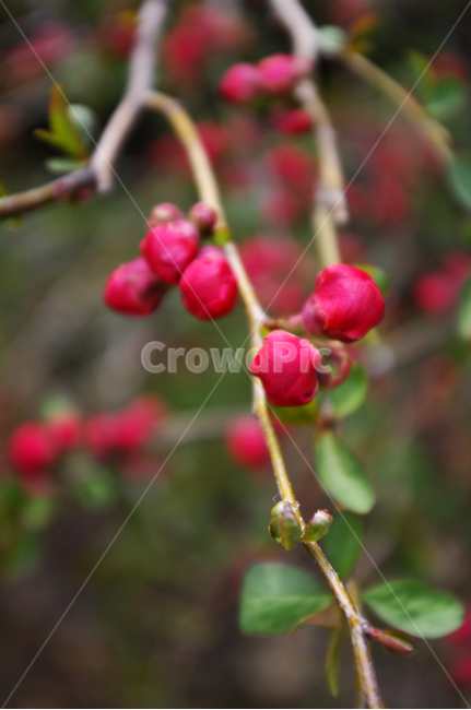 명자나무꽃,식물,plant,자연,nature,꽃,flower,봄,spring,계절,식물,자연,plants,nature,꽃,flower