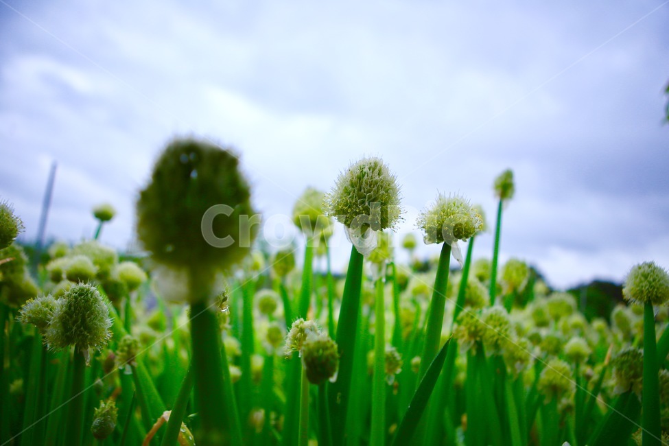 양파꽃,초록,하늘,자연,식물,구름,식물,자연,plants,nature,꽃,flower